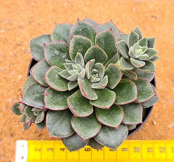 Echeveria joan daniel