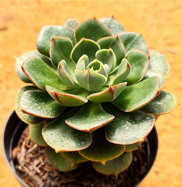 Echeveria joan daniel