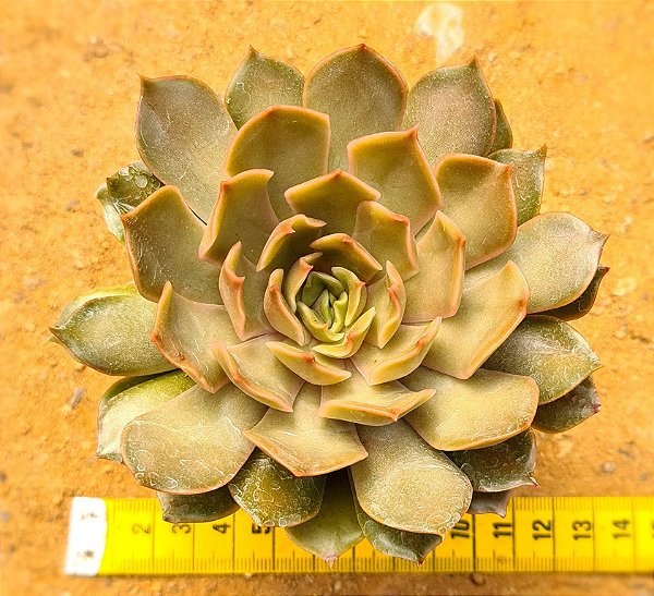 Echeveria kisses