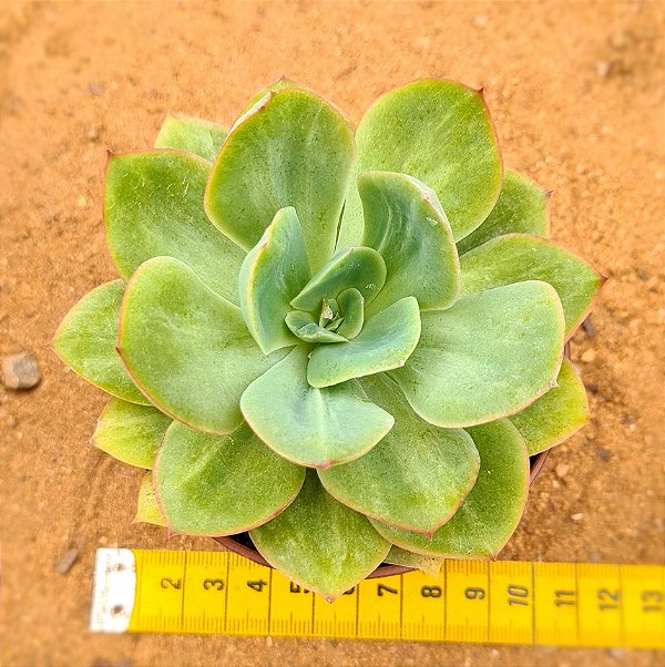 Echeveria lawrence