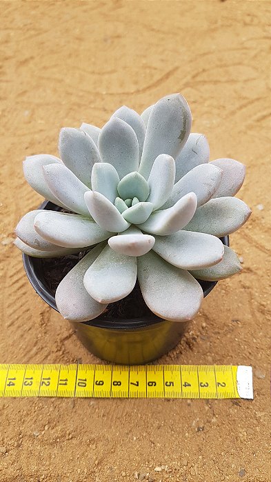 Echeveria linda