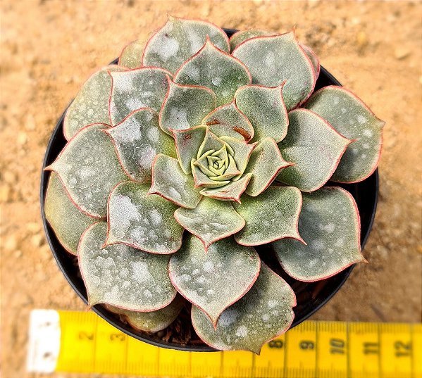Echeveria longissima