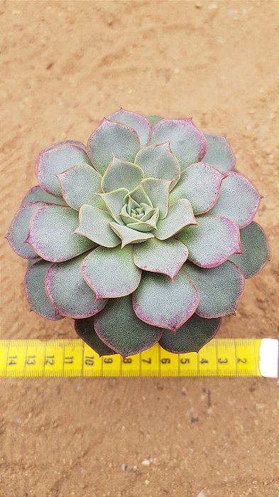 Echeveria longissima