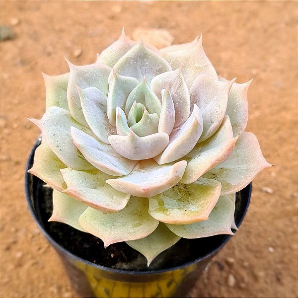 Echeveria lotus