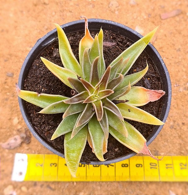 Echeveria lutea marron