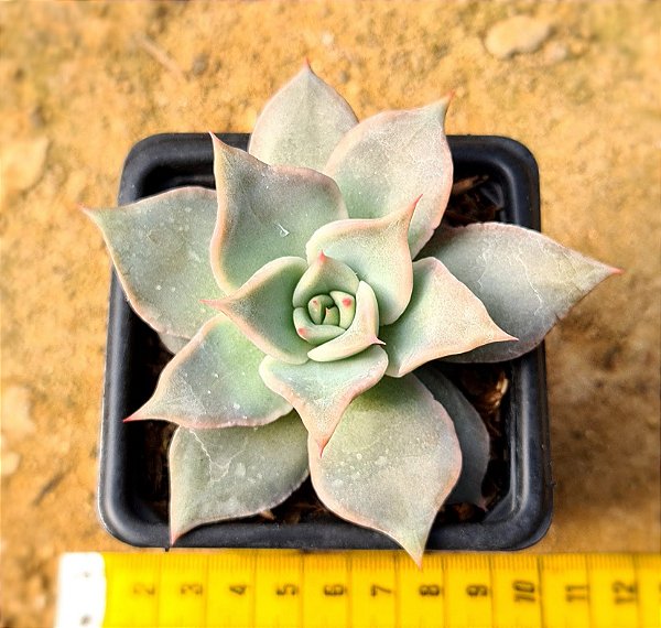 Echeveria madiba