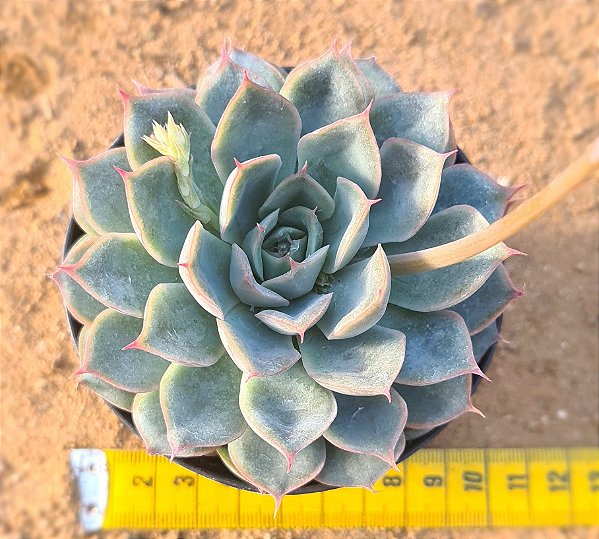 Echeveria menina
