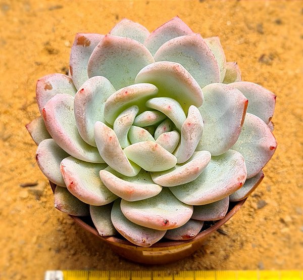 Echeveria monroe