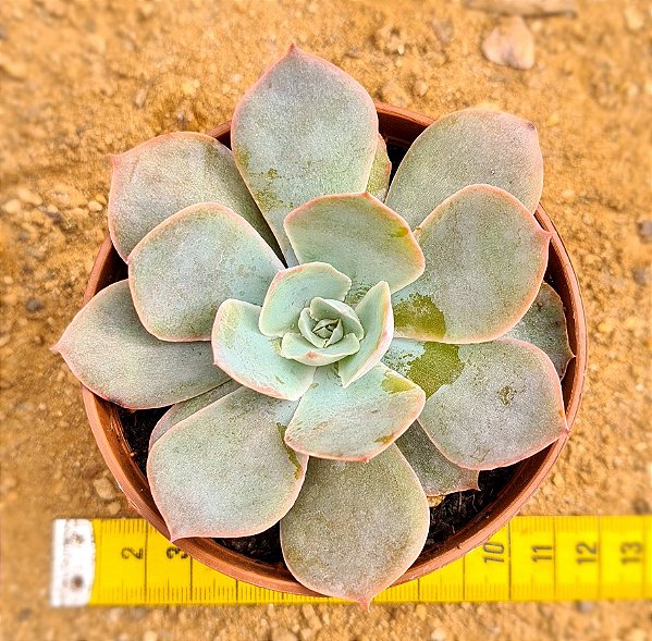 Echeveria morning light
