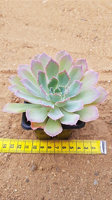 Echeveria neon breakers