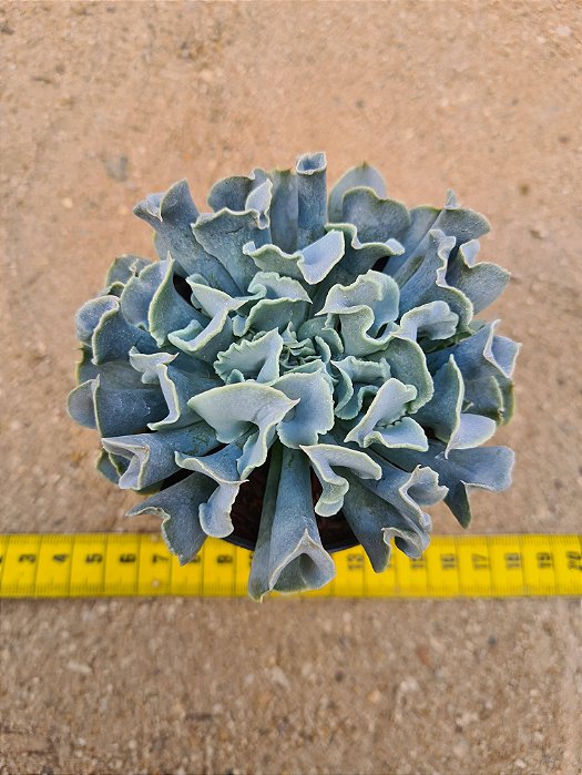 Echeveria nichii