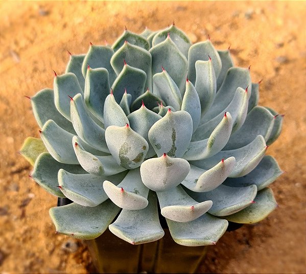 Echeveria norma