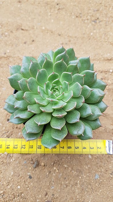 Echeveria olivia