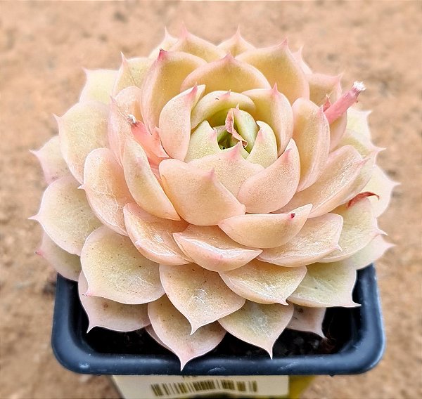 Echeveria onslow