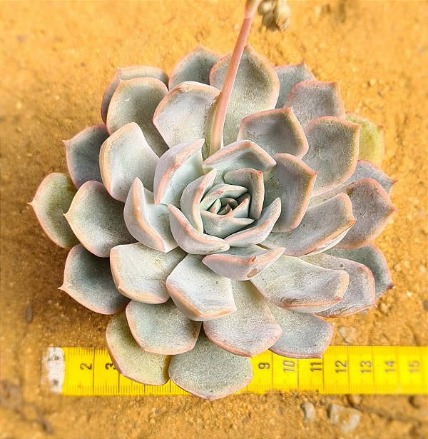 Echeveria orion