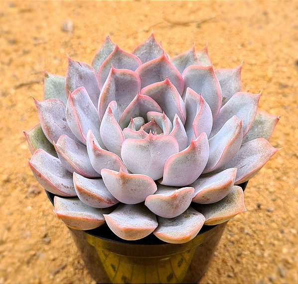Echeveria orion