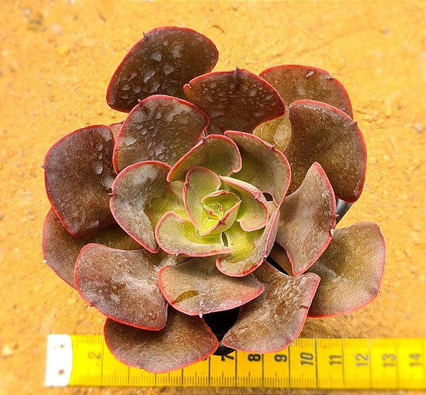 Echeveria painted frills