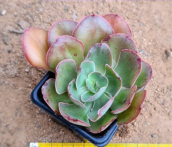 Echeveria painted frills