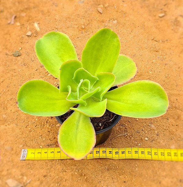 Echeveria pallida