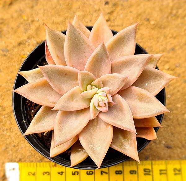 Echeveria paniculata horst