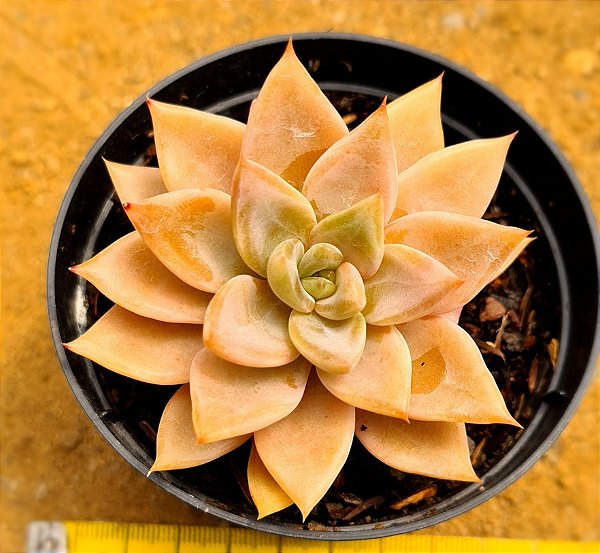 Echeveria paniculata horst