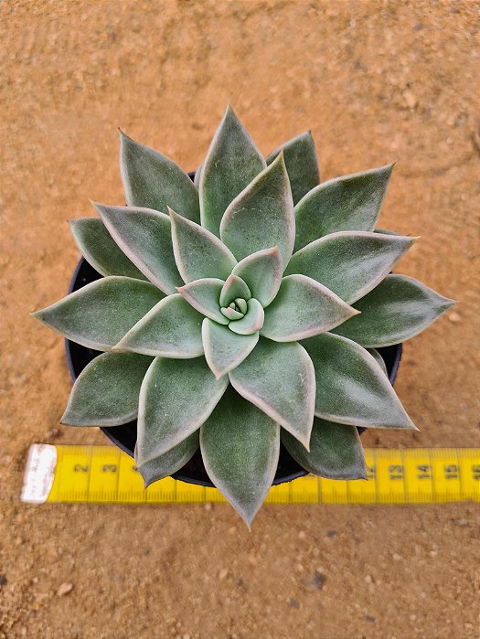 Echeveria paniculata horst