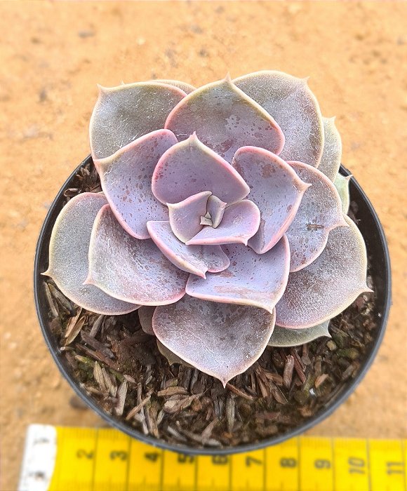 Echeveria perle von nurnberg