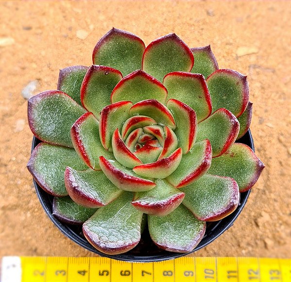 Echeveria polar rose