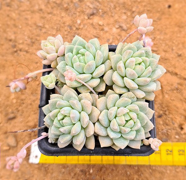 Echeveria prolifica