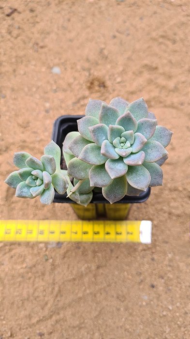 Echeveria prolifica