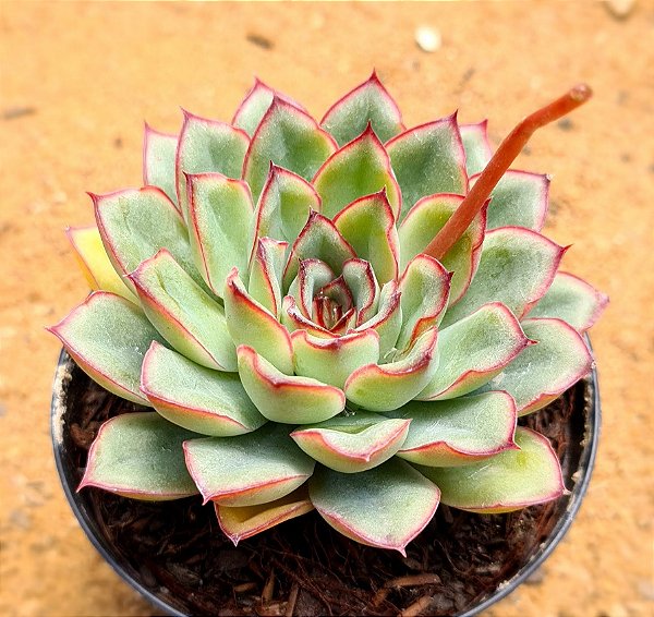 Echeveria pulidonis