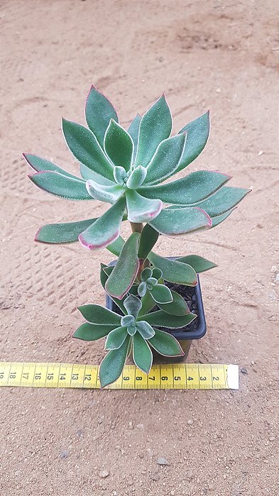 Echeveria pulvinata