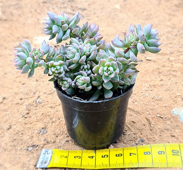 Echeveria querência
