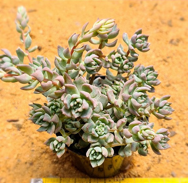 Echeveria querência