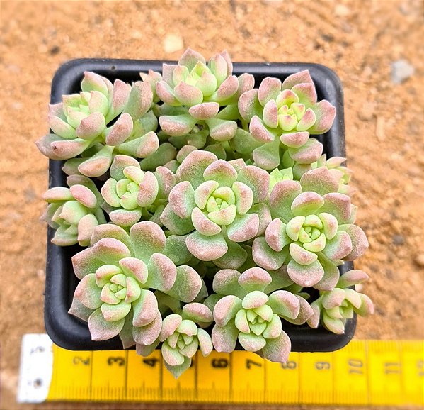 Echeveria querência