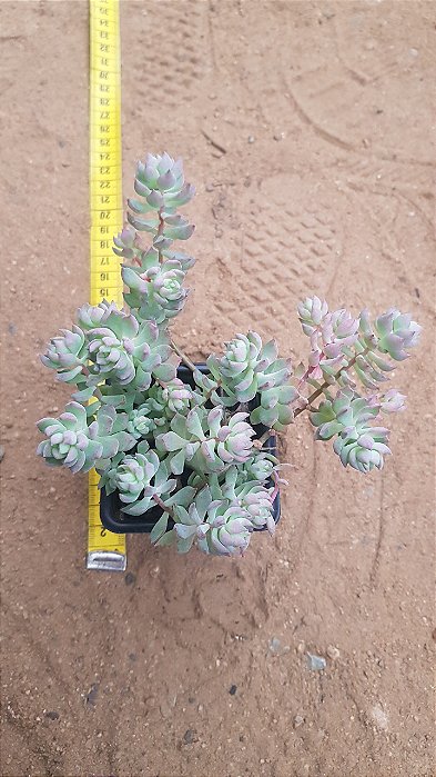 Echeveria querência
