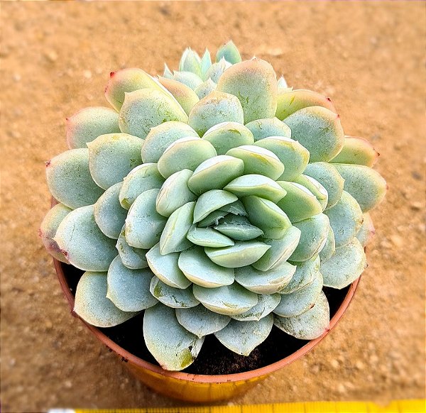 Echeveria raspberry ice