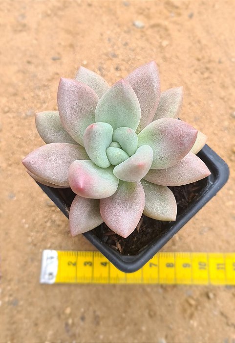Echeveria rose crown