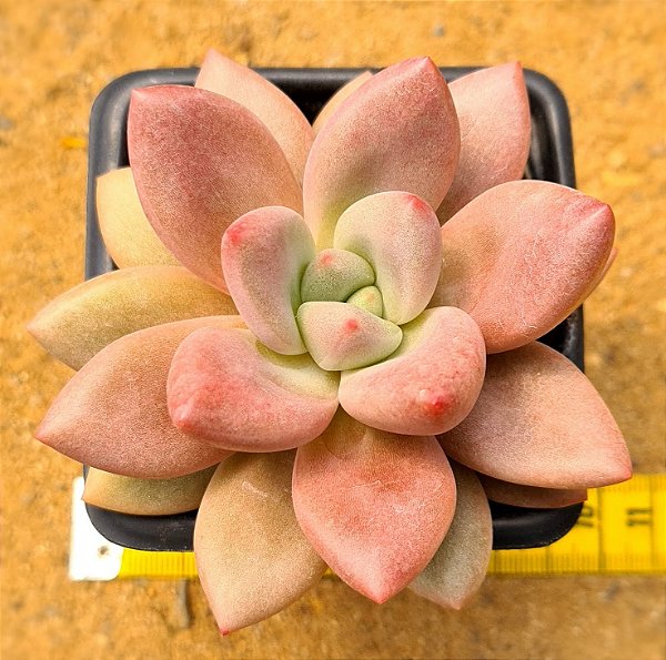 Echeveria rose crown