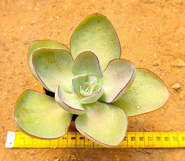 Echeveria rubromarginata