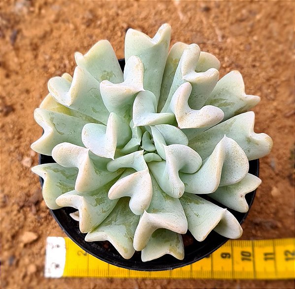 Echeveria runyonii - topsy turvy