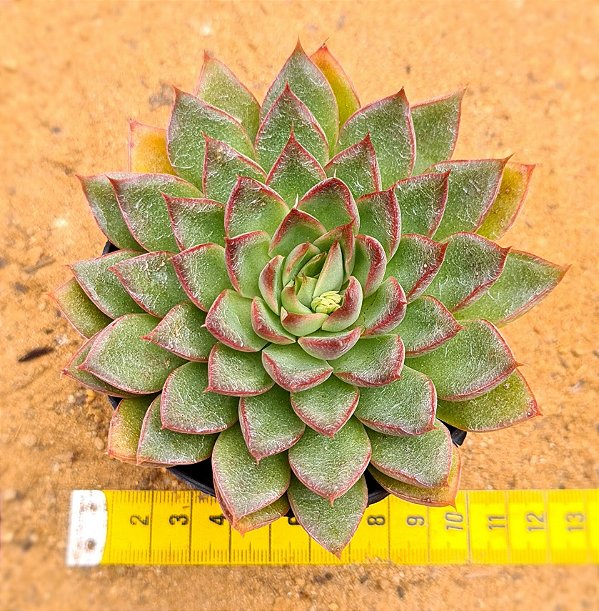 Echeveria sagita