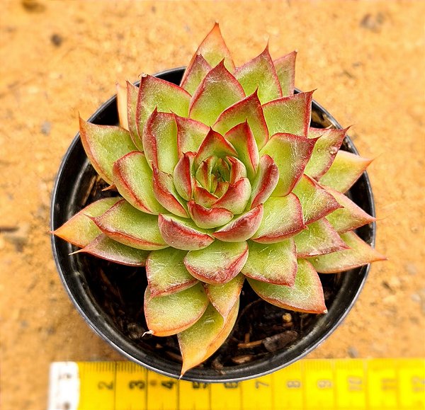 Echeveria sagita
