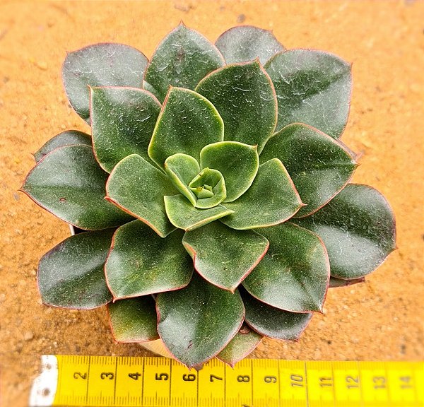 Echeveria salsa verde