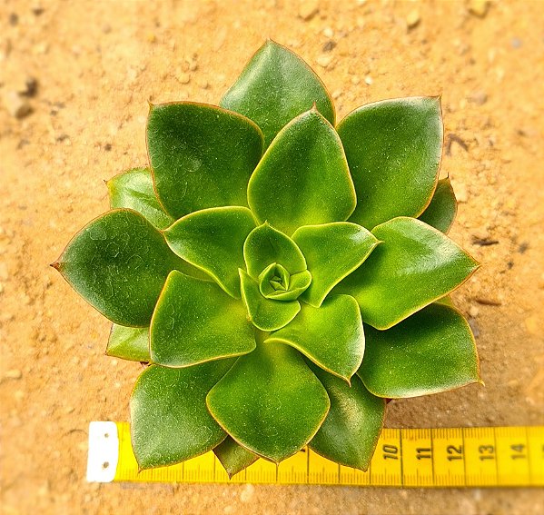 Echeveria salsa verde