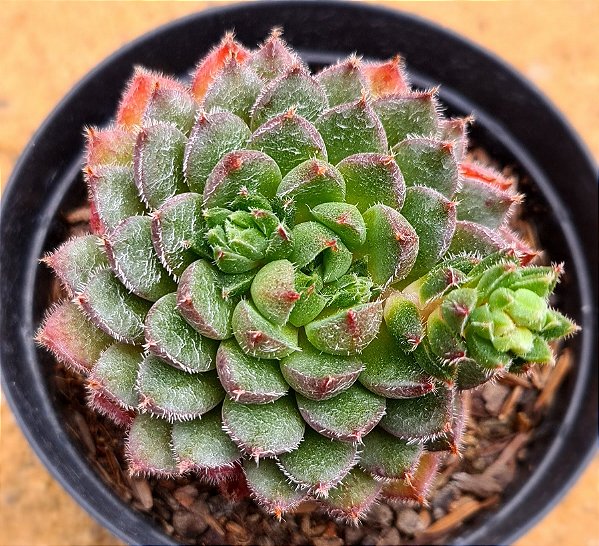 Echeveria scorpion