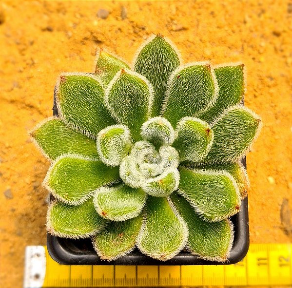 Echeveria setosa