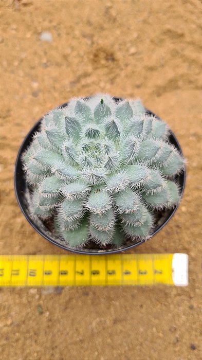 Echeveria setosa var. diminuta