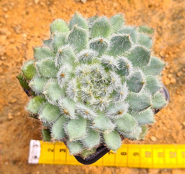 Echeveria setosa var. diminuta