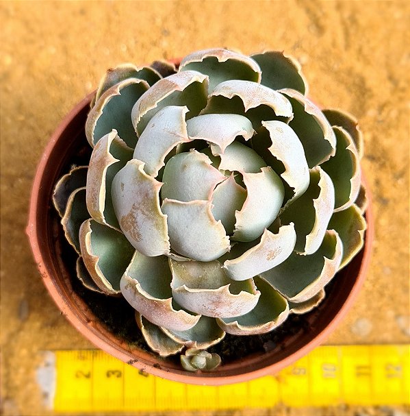 Echeveria shaviana alcachofra